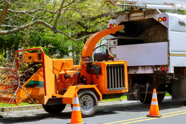 Reliable Harbor Bluffs, FL Tree Removal and Landscaping Services Solutions